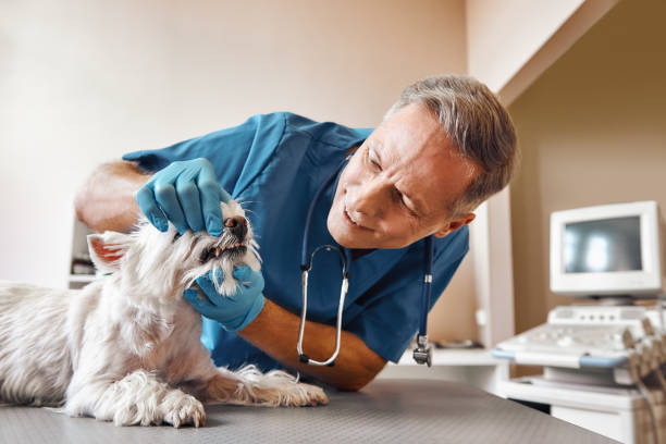 Professional Emergency Dental Service in IL